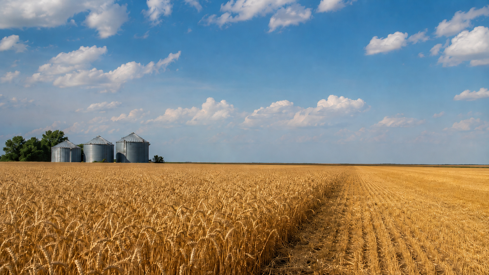 Wheat field